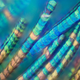Illustration for article titled Amazing Photographs Capture the Microscopic Iridescence of Peacock Feathers